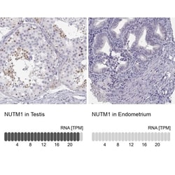 NUT Antibody, Novus Biologicals 0.1mL; Unlabeled:Antibodies, Polyclonal